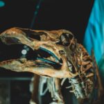 165-million-year-old fossil
