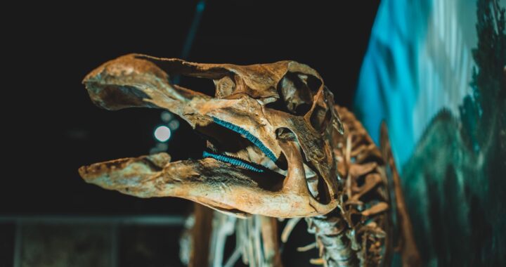 165-million-year-old fossil