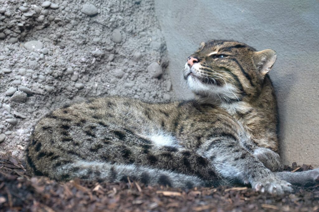 rehabilitated fishing cat