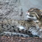 rehabilitated fishing cat